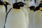 Emperor Penguins