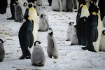 Learning to chirp
