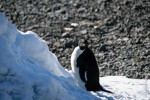 Adelie Penguin