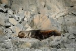 Fur seal