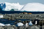Adelie Penguins and Elephant Seals