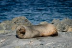 Fur seal
