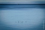 Cormorants over Magellans Strait
