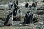 Magellanic Penguins