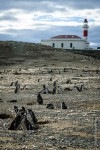Magellanic Penguins