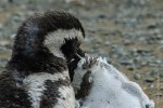 Magellanic Penguins