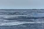Emperor penguins on floating ice