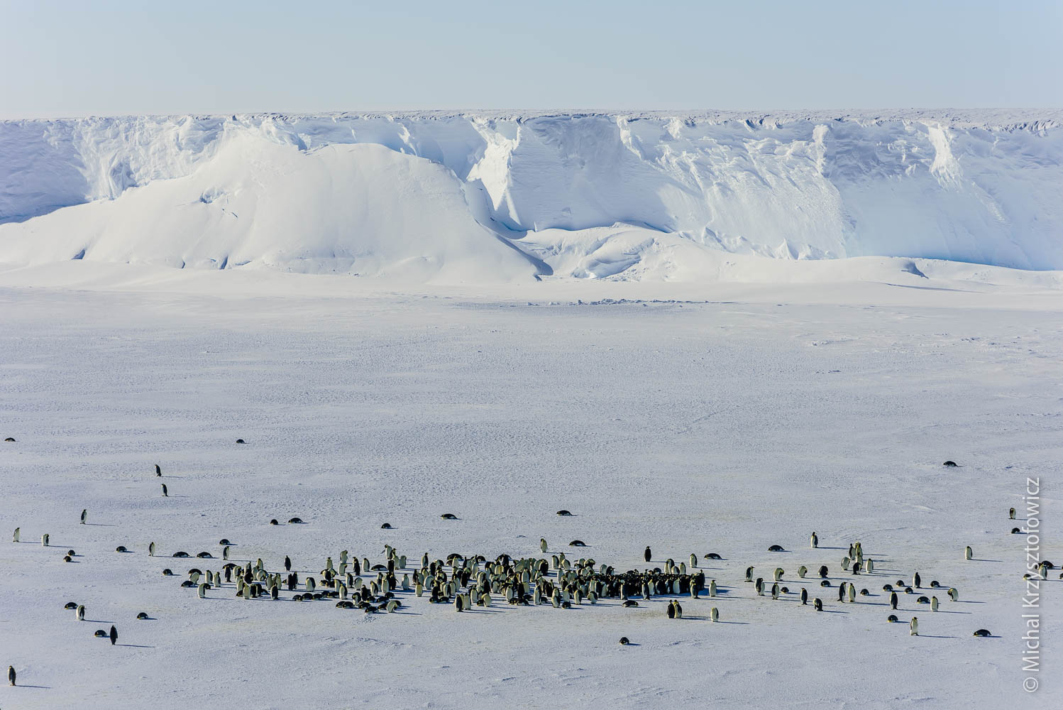 Emperor Penguins Colony in Windy Bay