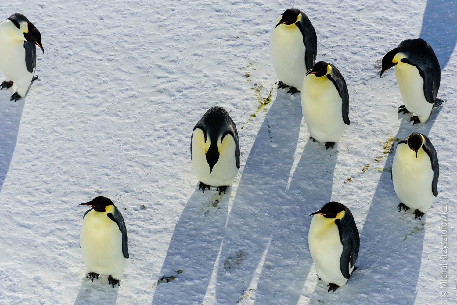 Emperor Penguins Colony in Windy Bay