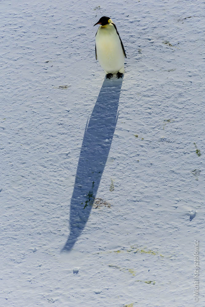 Emperor Penguins Colony in Windy Bay