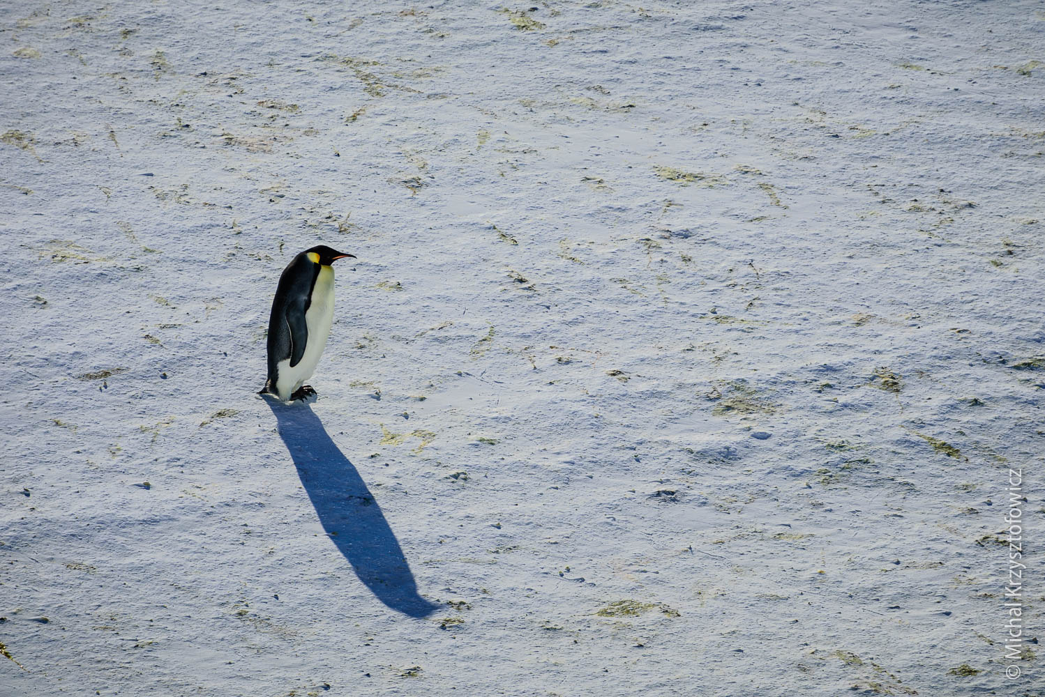 Emperor Penguins Colony in Windy Bay