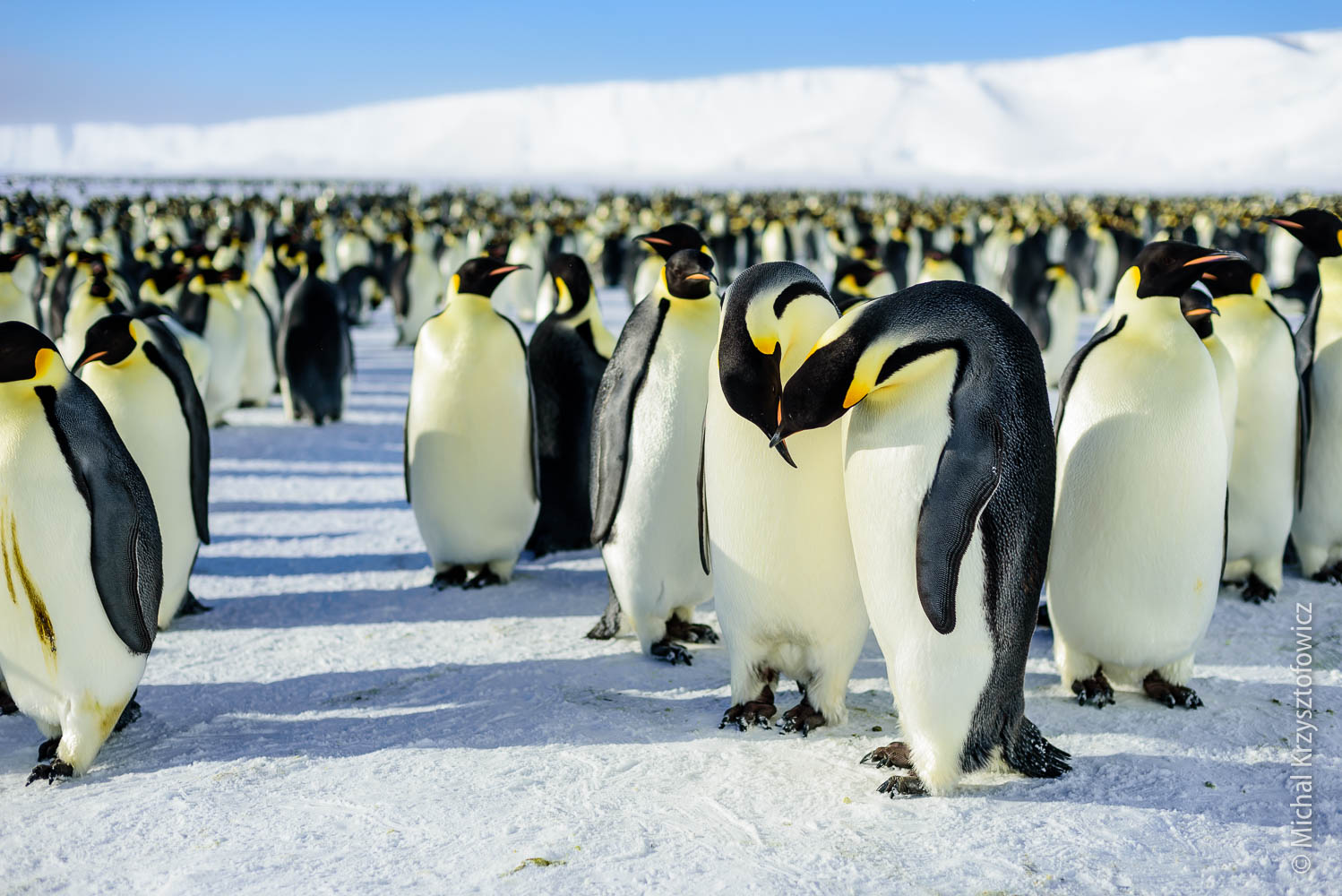 Emperor Penguins Colony in Windy Bay