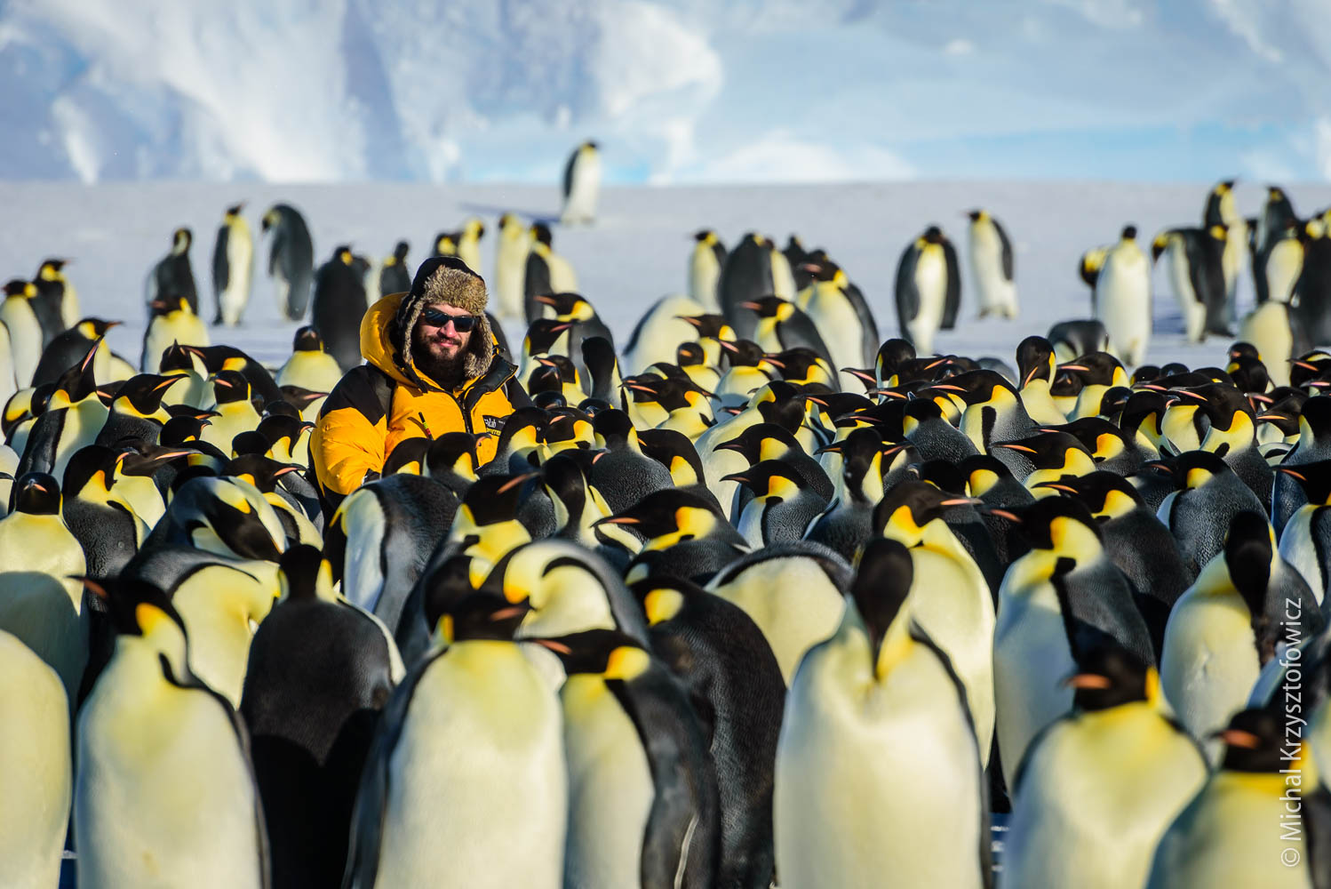 Emperor Penguins Colony in Windy Bay