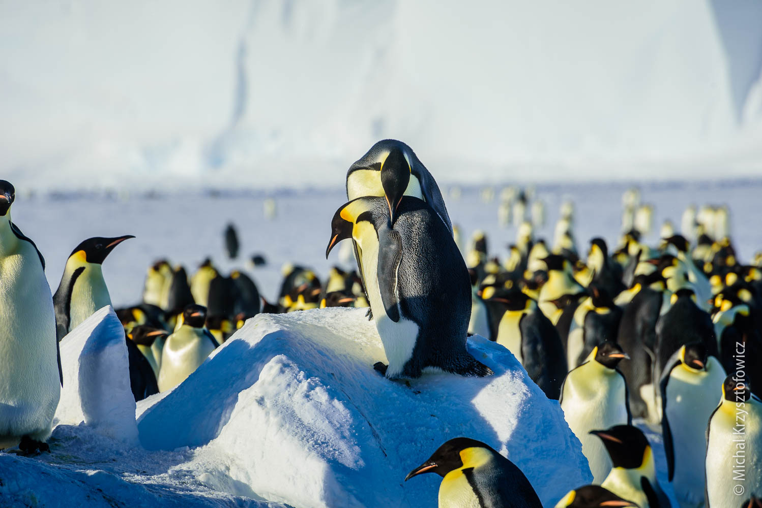 Emperor Penguins Colony in Windy Bay