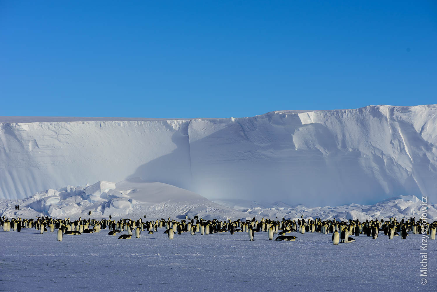 Emperor Penguins Colony in Windy Bay