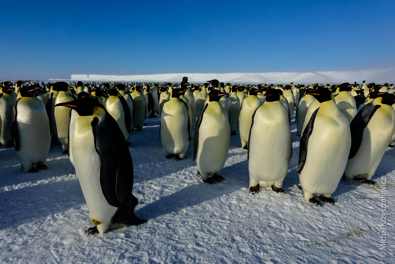 More Emperor Penguins