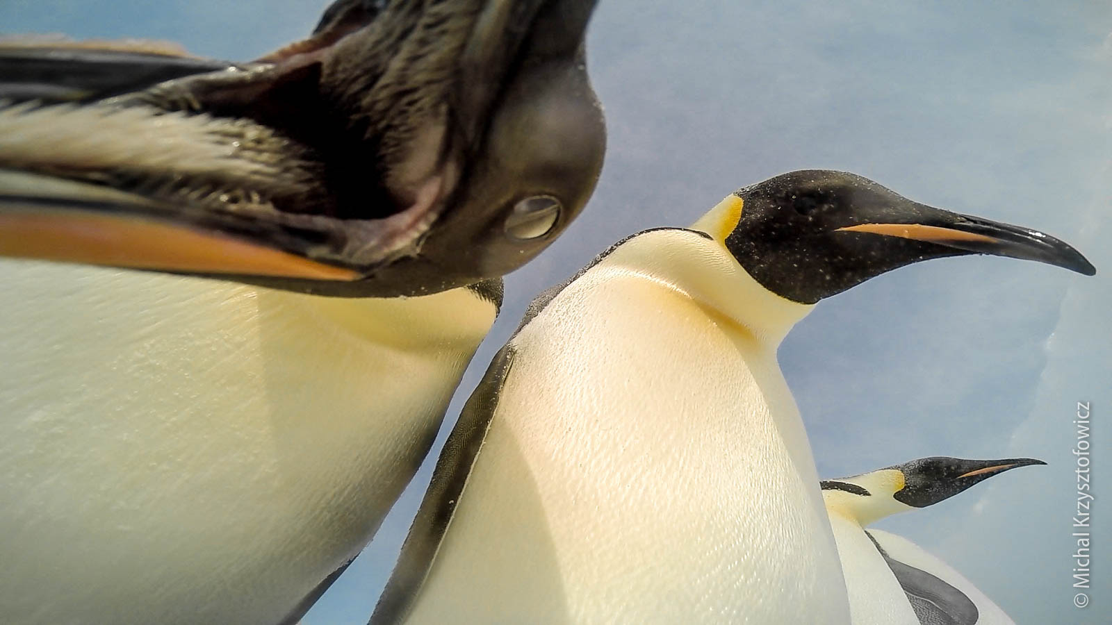 Penguins are inquisitive