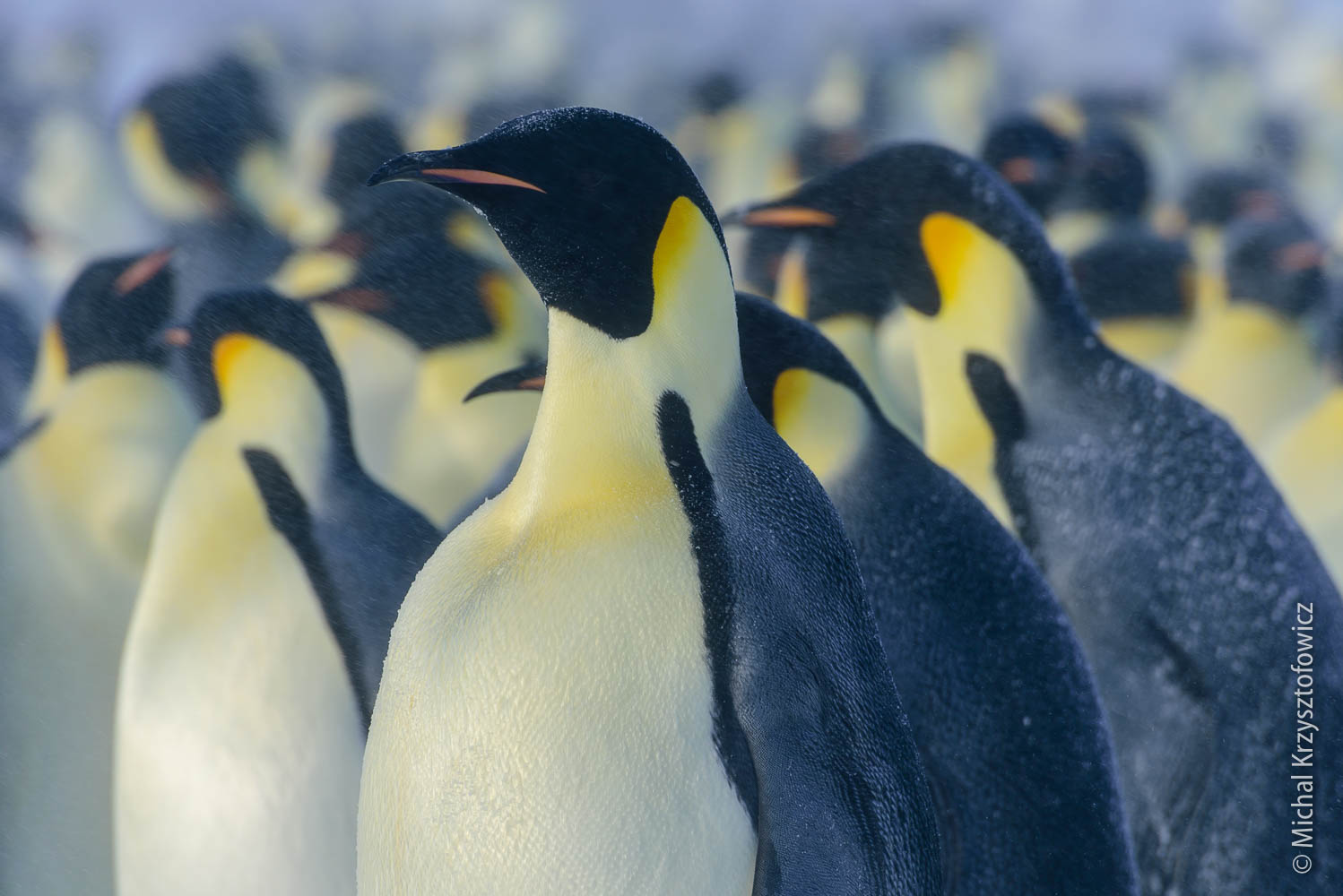 More Emperor Penguins