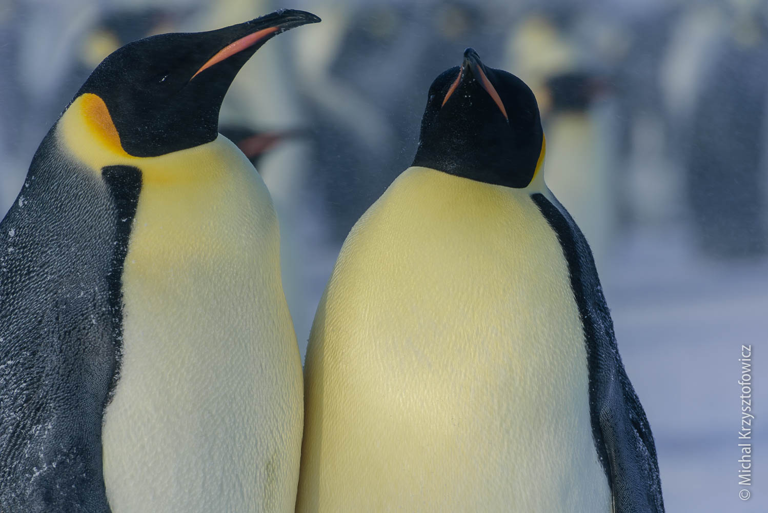 More Emperor Penguins