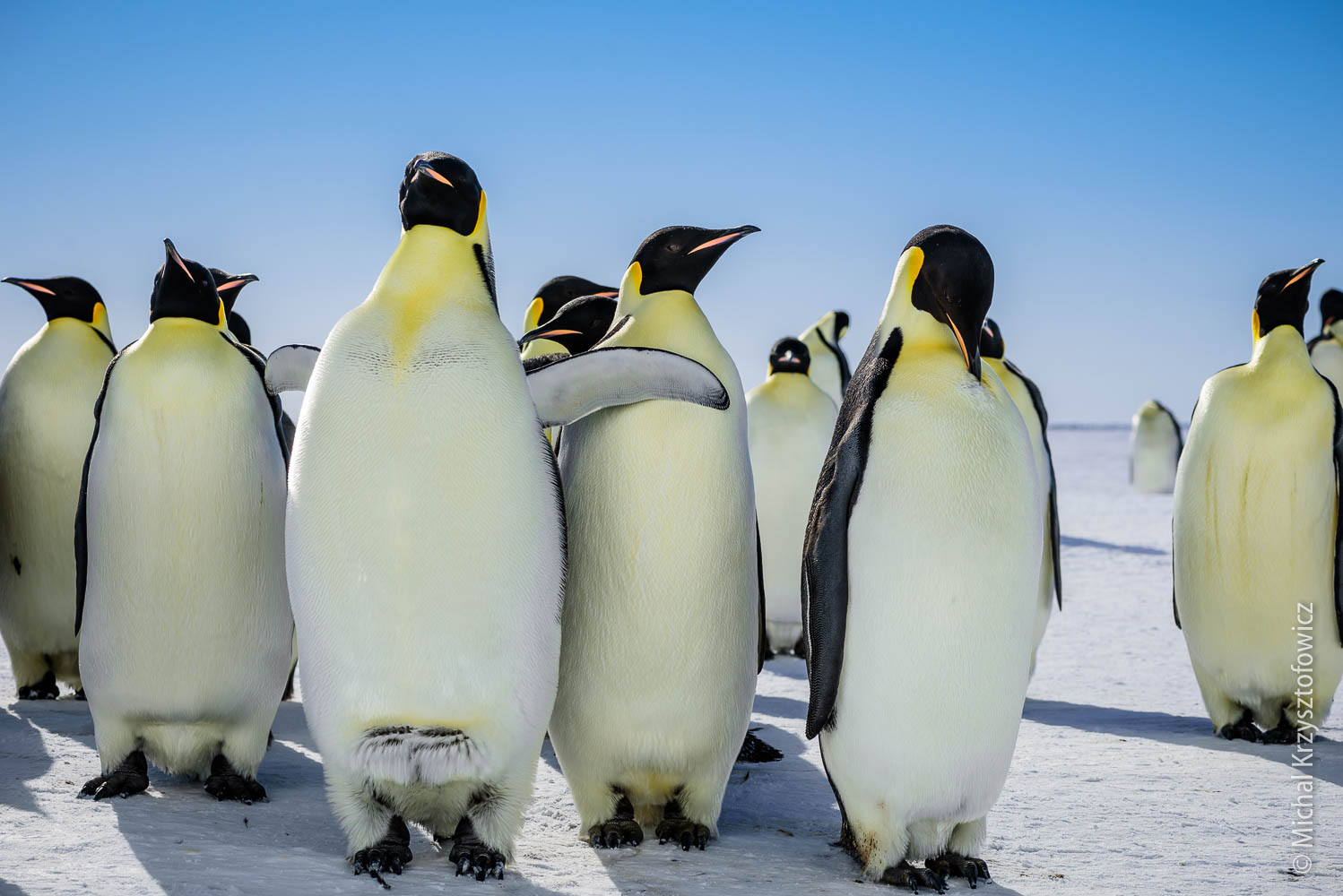 Another trip to Emperor Penguins