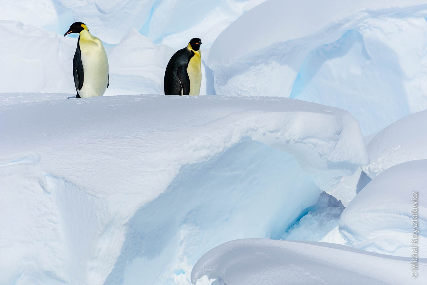 Another trip to Emperor Penguins