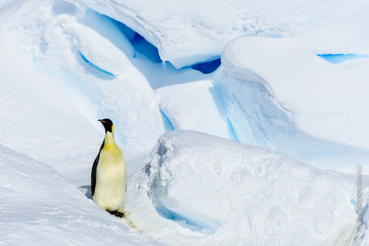 Another trip to Emperor Penguins