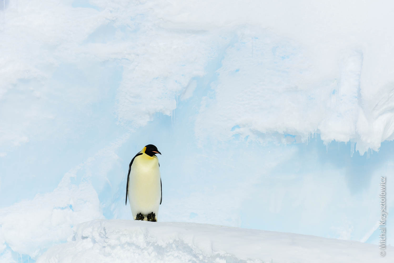 Another trip to Emperor Penguins