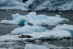 Weddel Seal on the ice floe