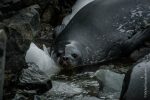 Weddel Seal