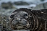 Young Elephant Seal
