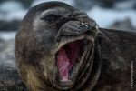 Young Elephant Seal