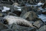 Weddel seal