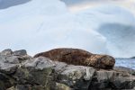 Male Elephant Seal sunbathing on rocks