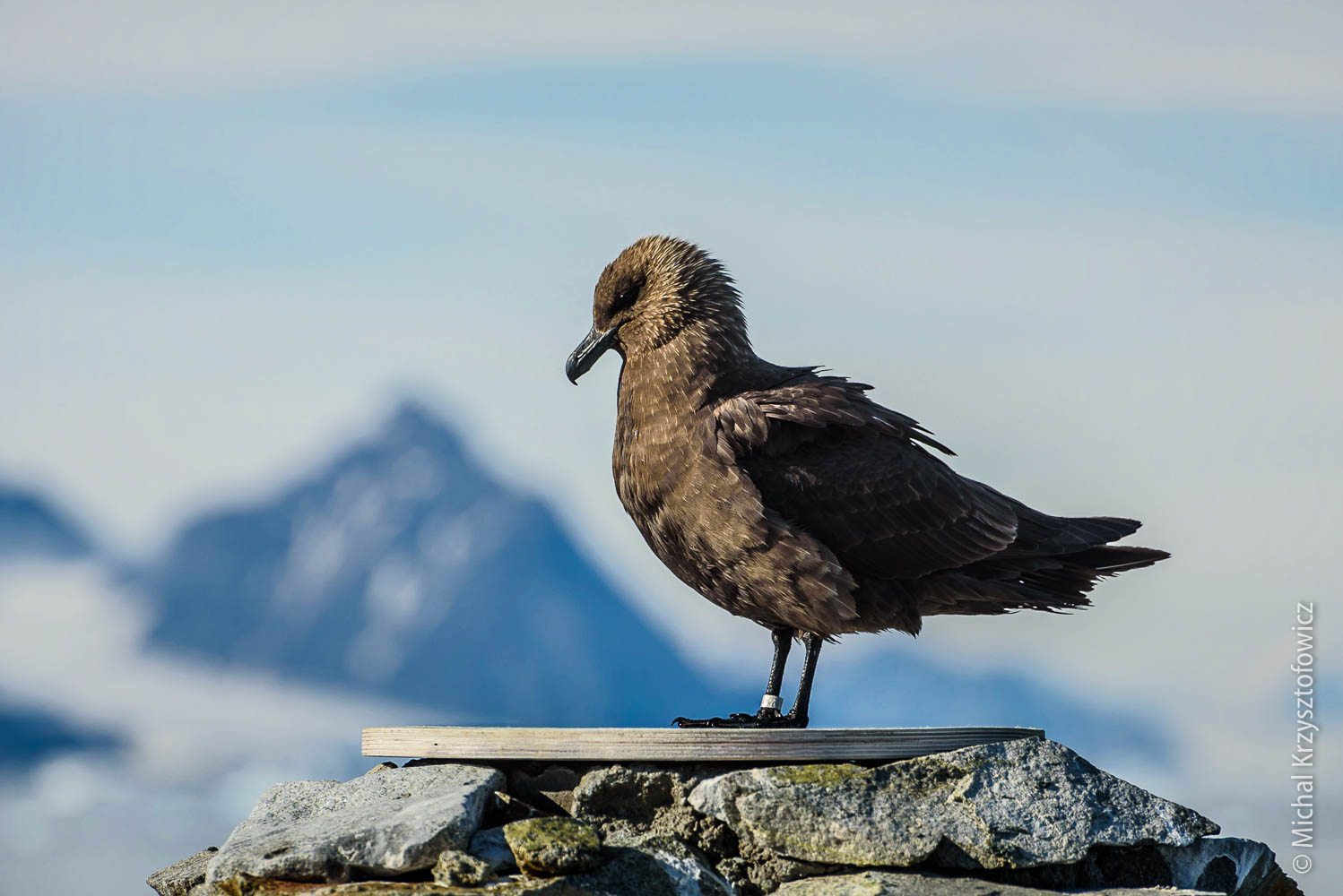 Skua resting on a monument at The Cross