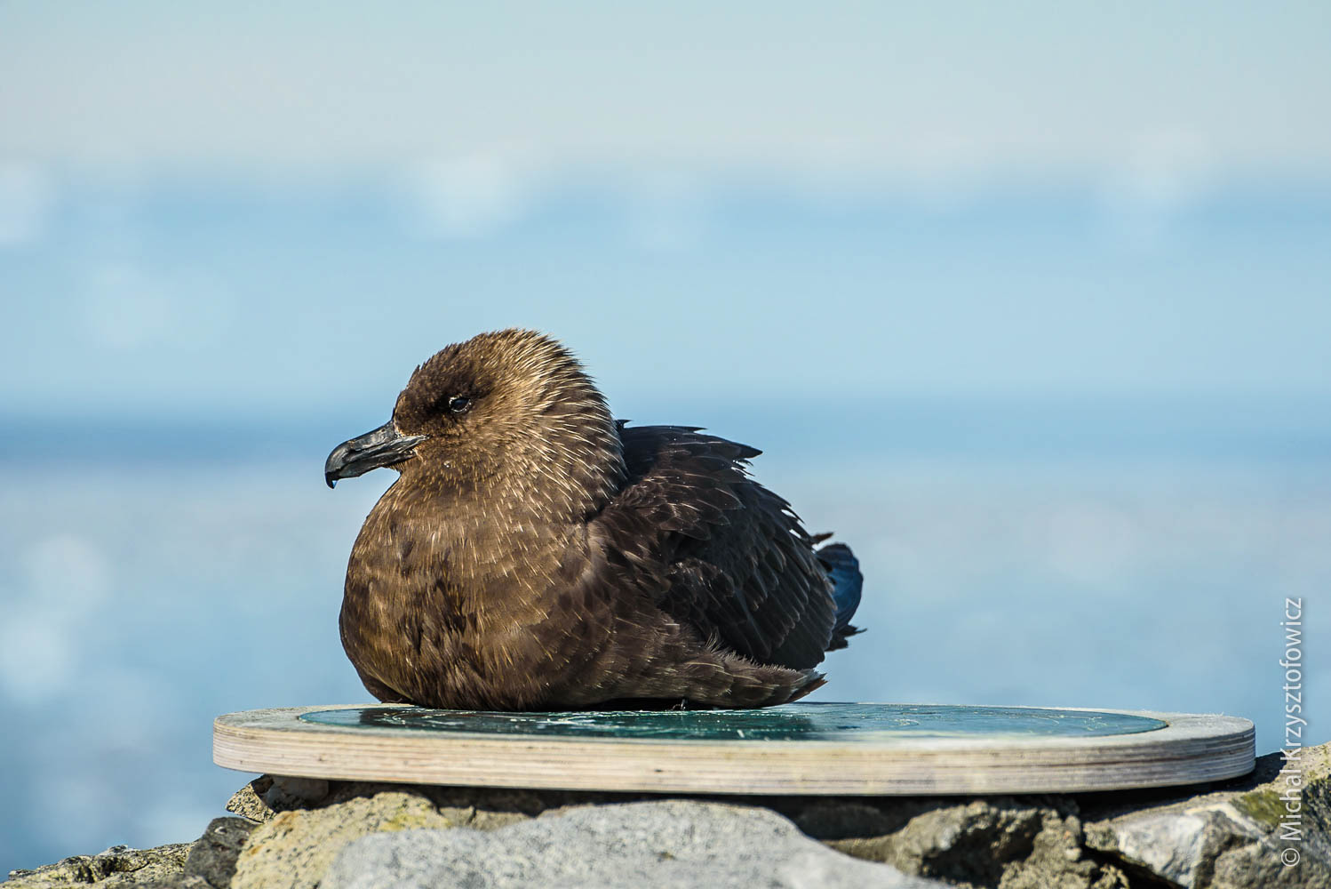Skua resting on a monument at The Cross